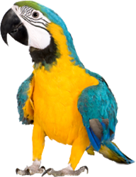 Picture of a Parrot